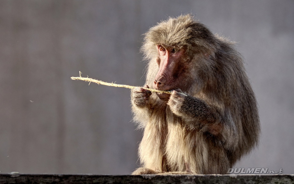 Hamadryas baboon (Papio hamadryas)